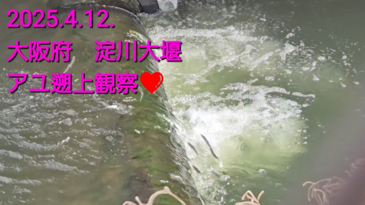 大阪府　淀川　アユ遡上シーン　（2025.4.12.）