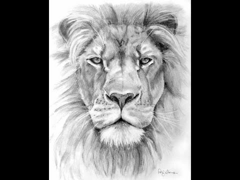 How to draw a lion - YouTube