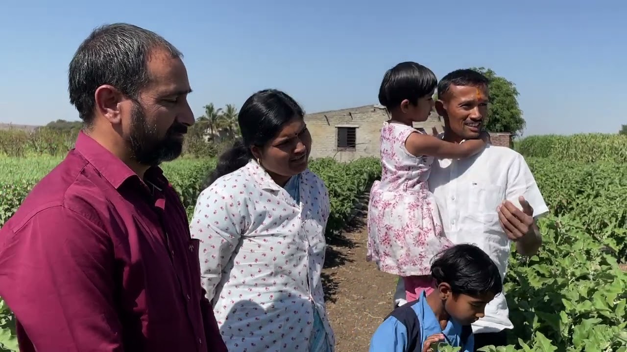 SCT वैदिक वांगी🍆20दिसाला बेसलं डोस,शून्य फवारणी,रोज तोडा🍆कीड दाखवा बक्षीस मिळवा, खुले चॅलेंज💪🏻