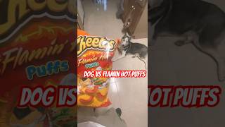 Dog + Flamin Hot Puffs = No ? ? ? subscribe for more spicy adventures ?? dog cheetos