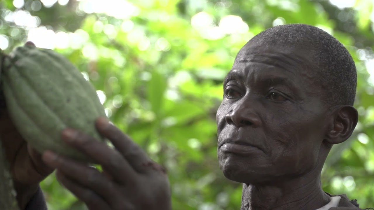 Agroforesterie en Côte d’Ivoire (Version courte) - Concours 2022 – Plateforme Africaine de Cacao