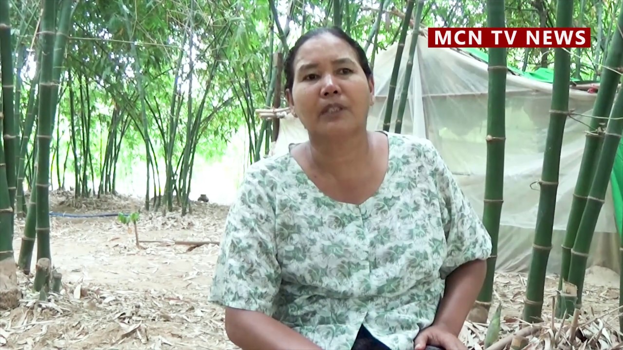 ထိုင်းနိုင်ငံကလာတဲ့ ကင်စွန်းဝါးမျှစ် စိုက်ပျိုးသူတွေ အဆင်ပြေ