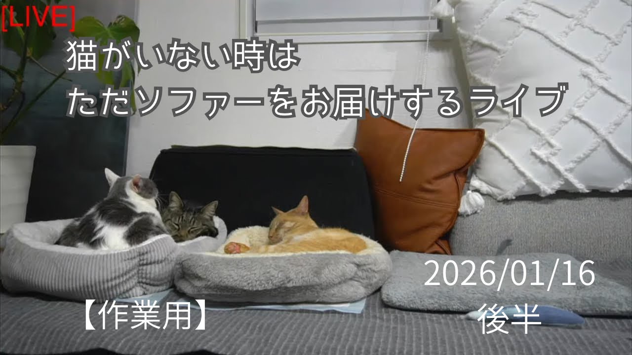 【夜の猫達・作業用】猫がいない時はただソファーをお届けするライブ