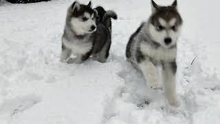 Alaskan Malamute puppies, 9 weeks old, Having fun in the snow...