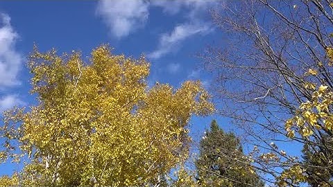 Autumn Trees Swaying In Wind Stock Video