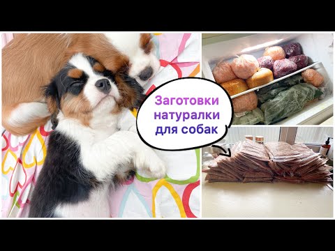 видео: Щенки 🐶 кавалер кинг чарльз спаниель 🥰 ЗАМОРОЗКА НАТУРАЛКИ ДЛЯ СОБАК