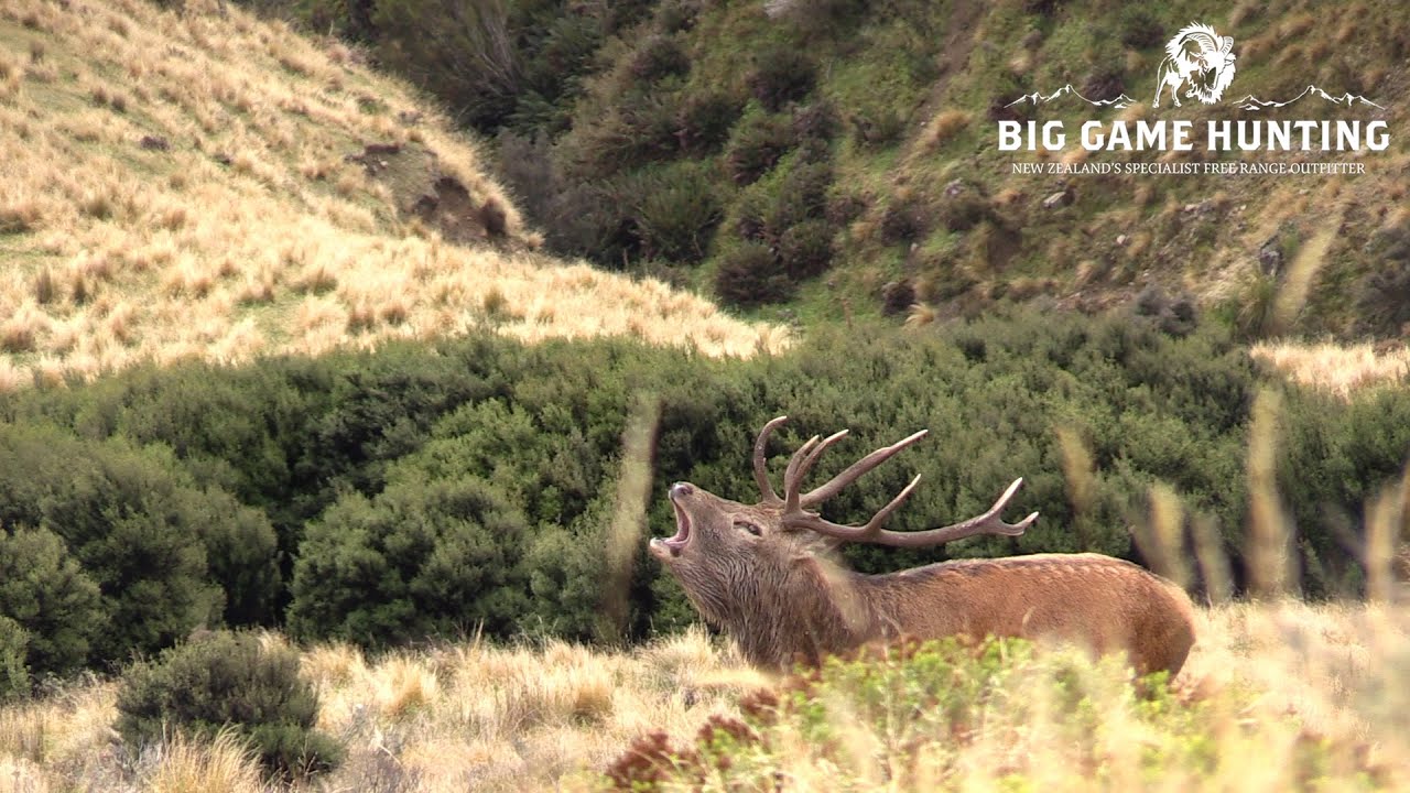 Home Page Big Game Hunting New Zealand