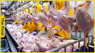 Chicken Factory - Journey From the Farm to the Best Modern Chicken Processing Factory - Food Factory
