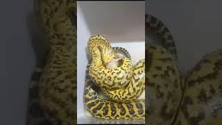 Yellow Anaconda Feeding