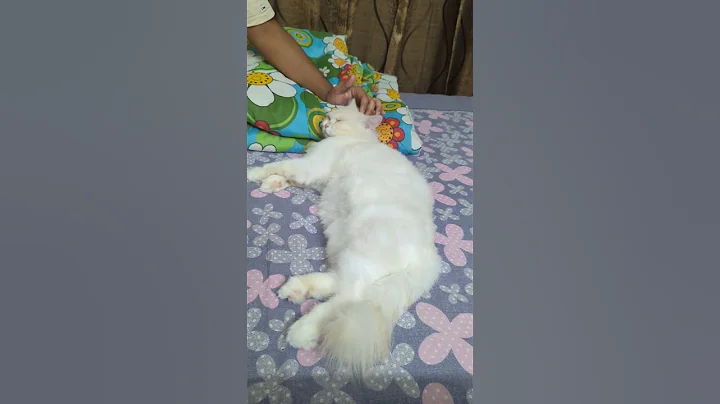 Video 9877071: britishlonghair cat, persian cat