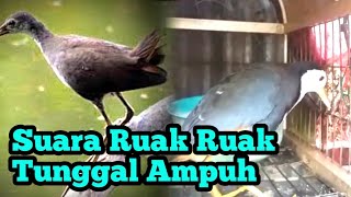 suara ruak ruak Tunggal‼️sound bird call ‼️ bird traping sound ‼️ creative bird traps ‼️ spot dove