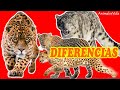 DIFERENCIAS ENTRE JAGUAR, LEOPARDO, LEOPARDO DE LAS NIEVES Y GUEPARDO