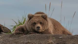 Coastal Brown Bears in Alaska at the Autumnal Equinox