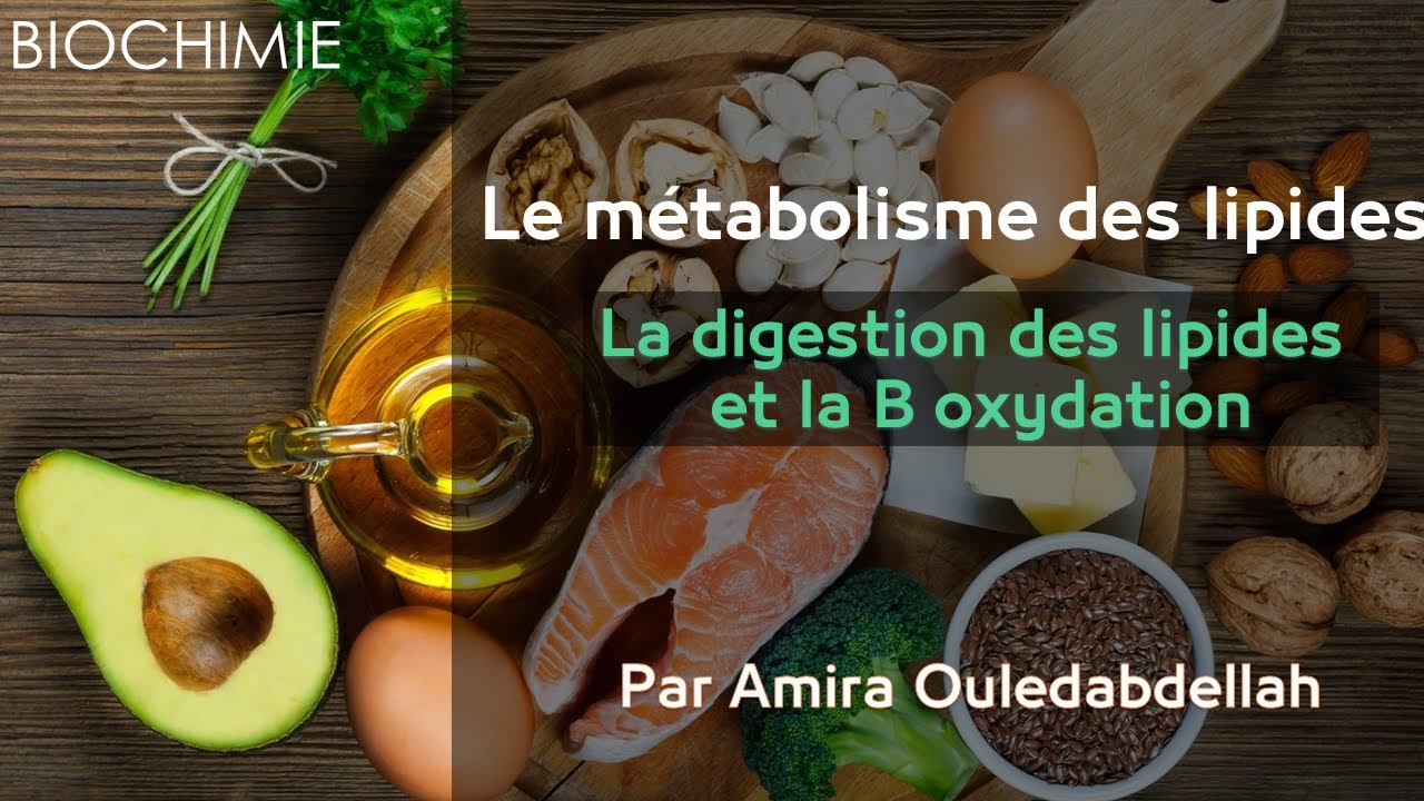 3 Biochimie Le métabolisme des lipides par Amira