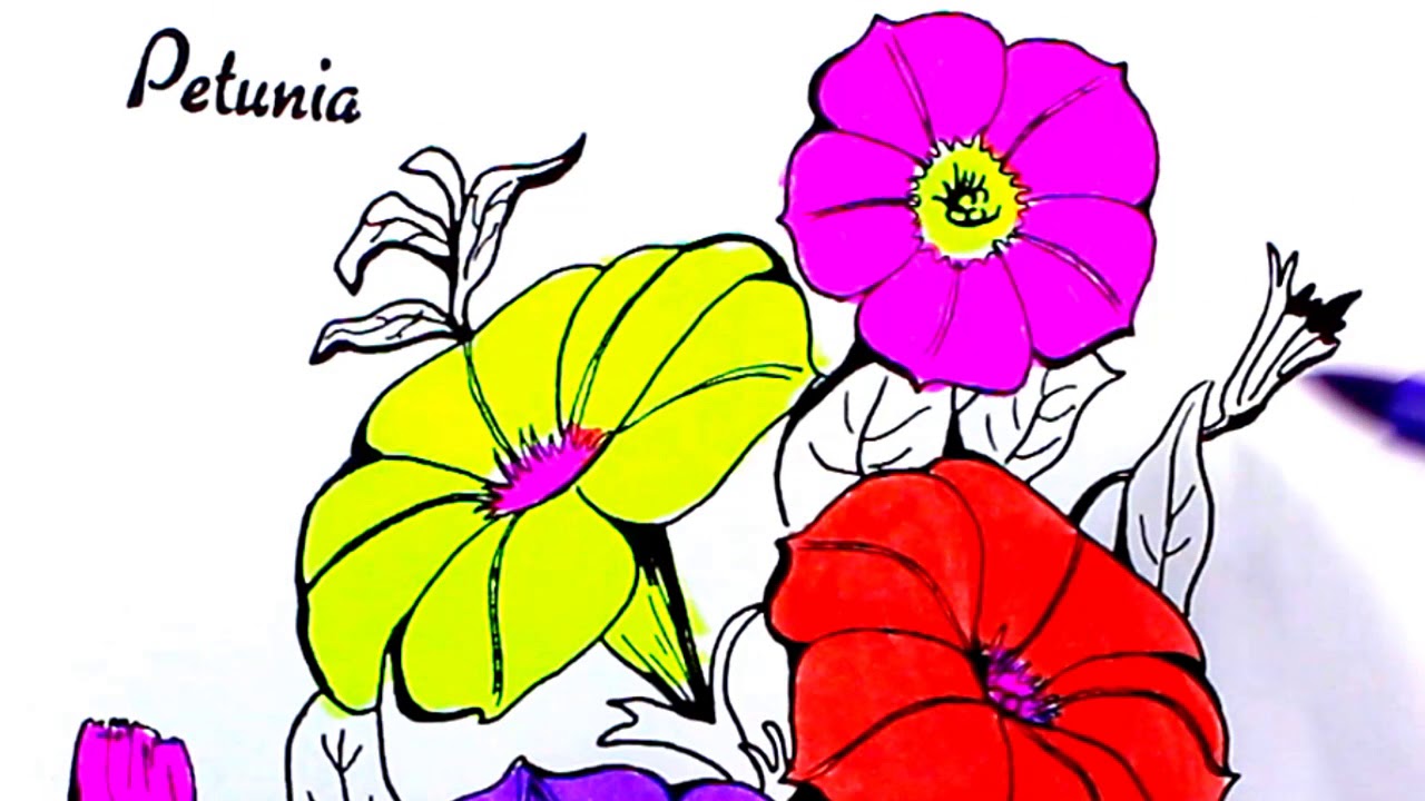 Details 83+ petunia flower sketch latest - in.eteachers