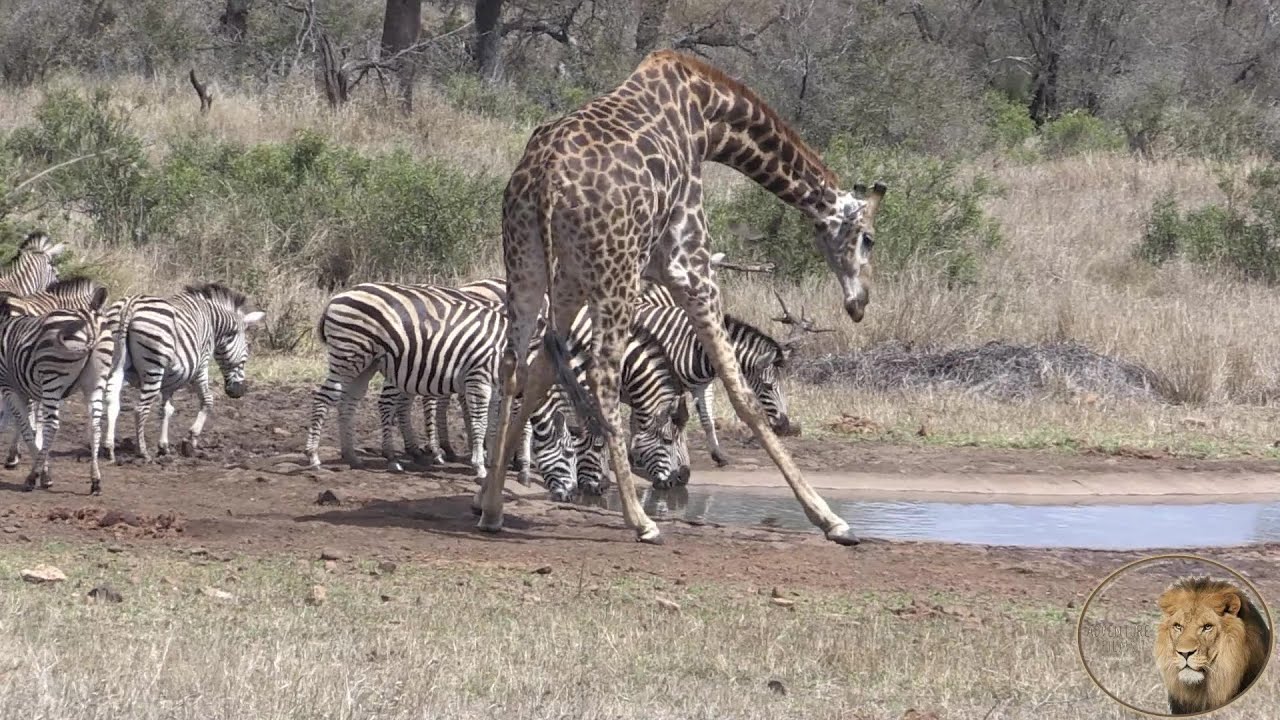 Thirsty Giraffe