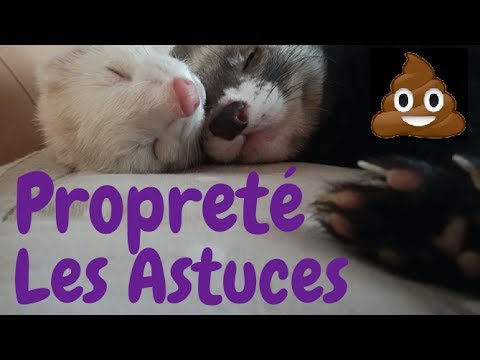 Vidéo: Entraînement à La Litière Pour Furets