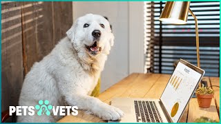 60 Minutes Of Silly Pet Home Videos | Funniest Pets And People | Pets & Vets