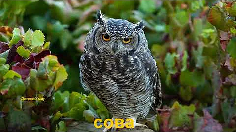 Названия птиц на русском языке. Птицы. Learn birds' names in Russian language