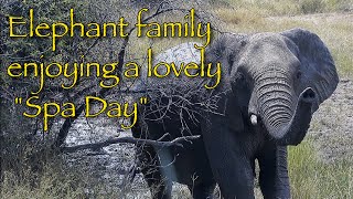 Elephant family enjoying the perfect spa day