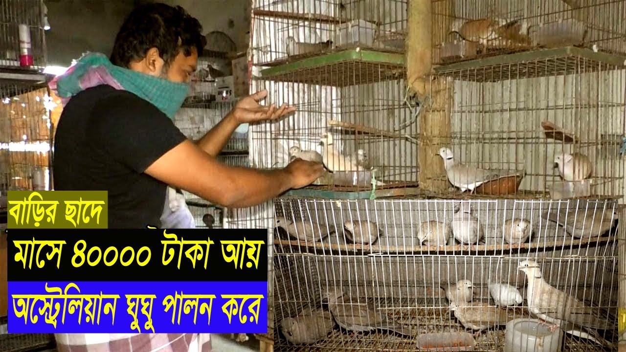 ঘুঘু পাখি পালন পদ্ধতি আয় ও ব্যয় - ঘুঘু পাখির খামার করে ৪০০০০ টাকা আয় করেন মামুন - Dove Farming
