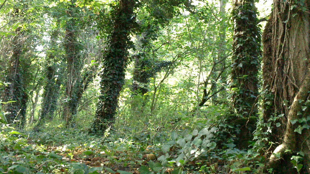 Kármán Omniflash - La Châtaigneraie - [Beaumont] HD 720p