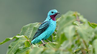 Birding in Brazil: Southern Amazonia 2018  Part Three Cristalino Lodge