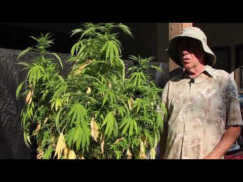 Ed Rosenthal - Why Cannabis Plants Turn Yellow