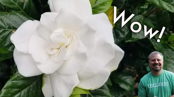 Beautiful Gardenias - My Favorite May Flowering Plant - Fragrant And Evergreen - DayDayNews