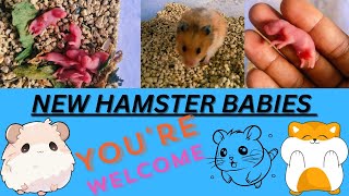 SYRIAN HAMSTER NEW BABIES UPDATE ||  HAPPY M WINGS ||