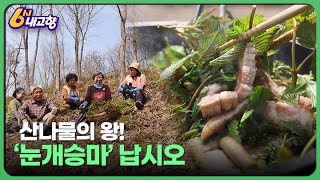산나물의 왕! '눈개승마' 납시오 - 전북 임실 | 6시 내고향 2023. 04. 06 방송 | KBS 방송