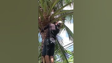 Quốc dừa hái dừa xiêm xanh rất đẹp