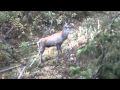 Romania,imagini,peisaje,red deer, fauna salbatica,boncanit,natura