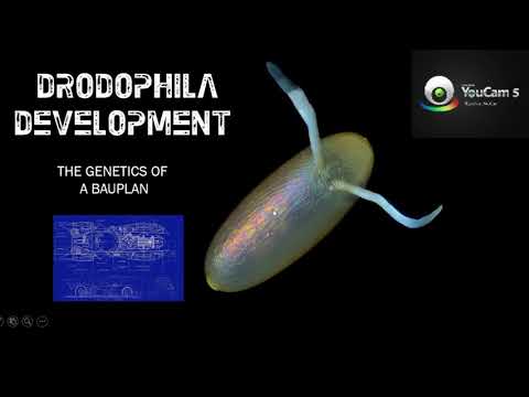 2019 BCS Drosphila Intro