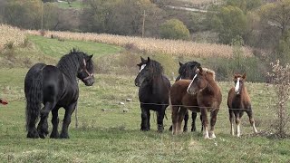 Prezentarea armasarului Fin cu Claudiu de la Dumitra, Bistrita Nasaud - 2025 Nou!!!