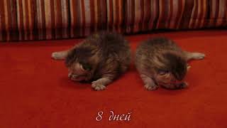 Шотландские котята от рождения до месяца Шотландские котята от рождения до месяца