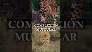 JAGUAR vs PUMA #shorts