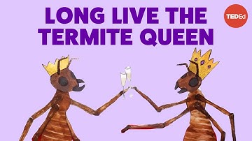 Coneheads, egg stacks, and anteater attacks: The reign of a termite queen - Barbara L. Thorne