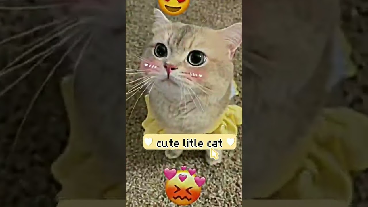 Cut Kitties Cute Kitties Funny Videos Cute Kitties Meowing Cute