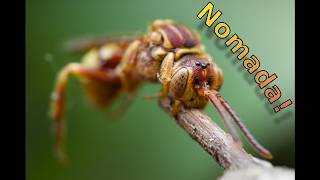 Cuckoo bee macro photography with focus stacking