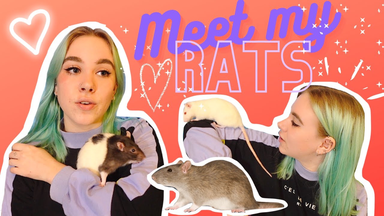 🐁MEET MY 5 RATS🐀 2021 - YouTube