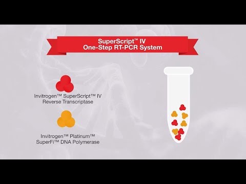 Video: Rozdíl Mezi Náhodnými Primery A Oligo DT