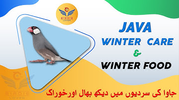 JAVA BIRD CARE IN WINTER | BIRDS CARE IN WINTER | JAVA WINTER MIX SEED | WINTER MIX SEED URDU/HINDI