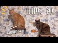猫にエジプト音楽を聴かせたら、本当に神だった件。When Cats Remember They Were Gods in Egypt…