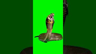 Green Screen King Cobra