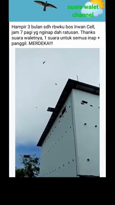 1 suara inap   panggil walet