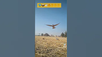 شاهد سرعة صقر الشاهين 