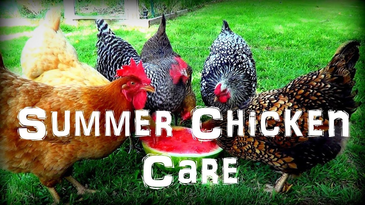 Caring for Chickens in the Extreme Summer Heat 