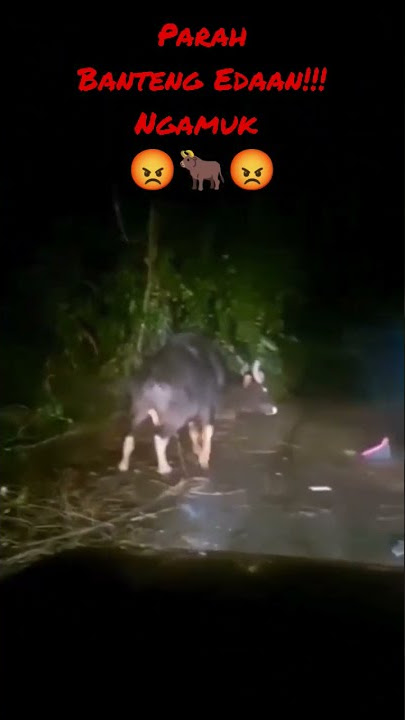 Parah banteng edan mengamuk!!!#shorts #videoshorts #viral #heboh