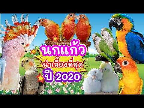 นกแก้ว 9 ชนิด ที่นิยมเลี้ยงมากที่สุดในปี 2020 #นกแก้วที่นิยมเลี้ยง #นกแก้วน่าเลี้ยง #อาสี่ #มาแรง!